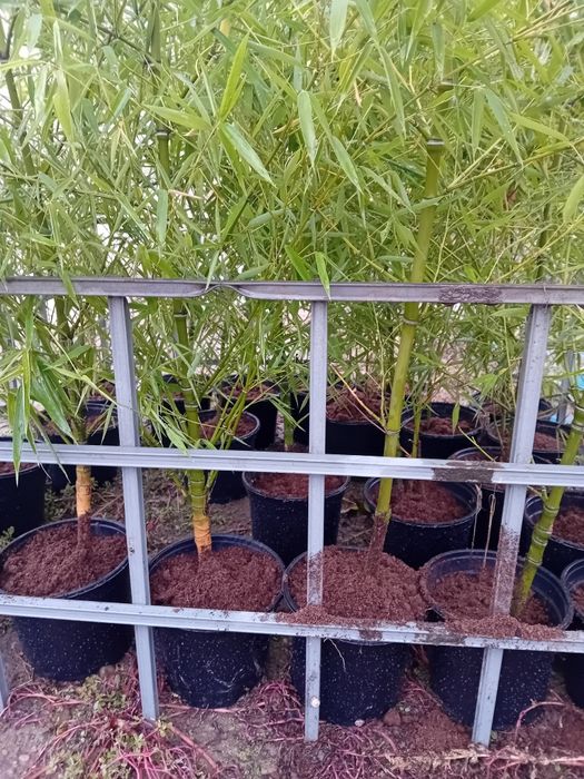 !!!САКСИЯ!!!Бамбук прихванат в саксии!