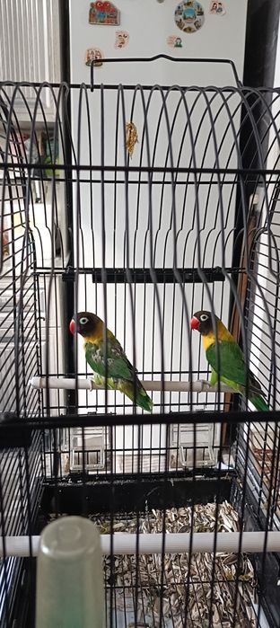 Попадается папугае неразлучкп