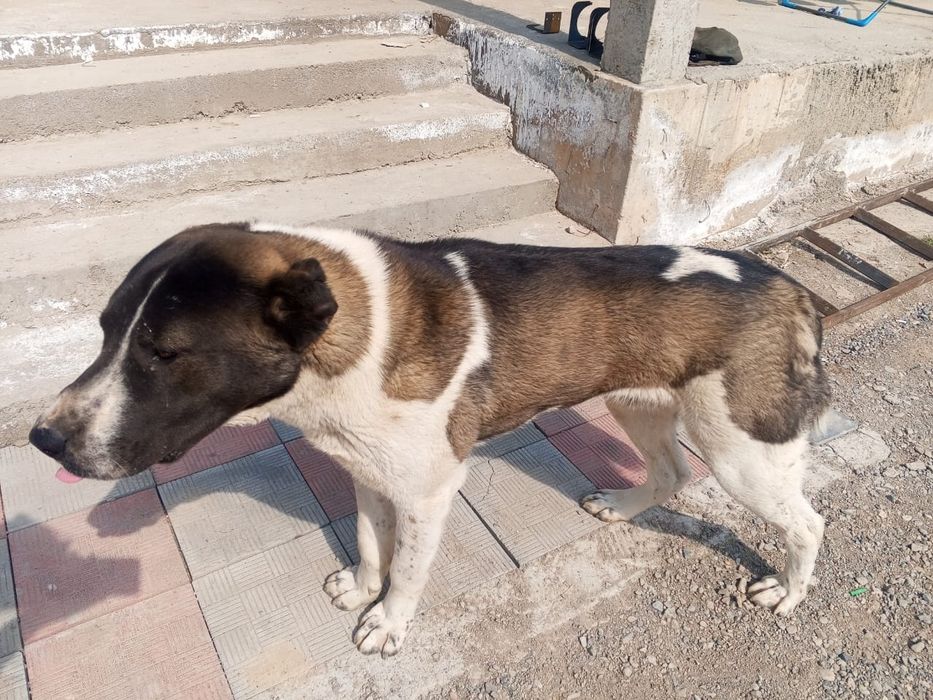 Алабай срочна сатылады