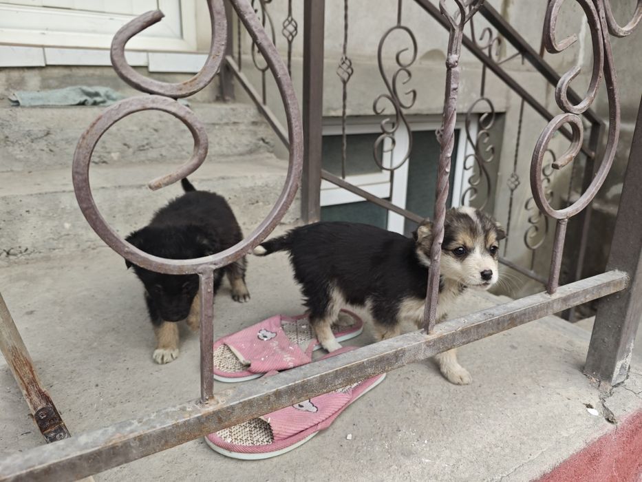 Собачки бесплатно