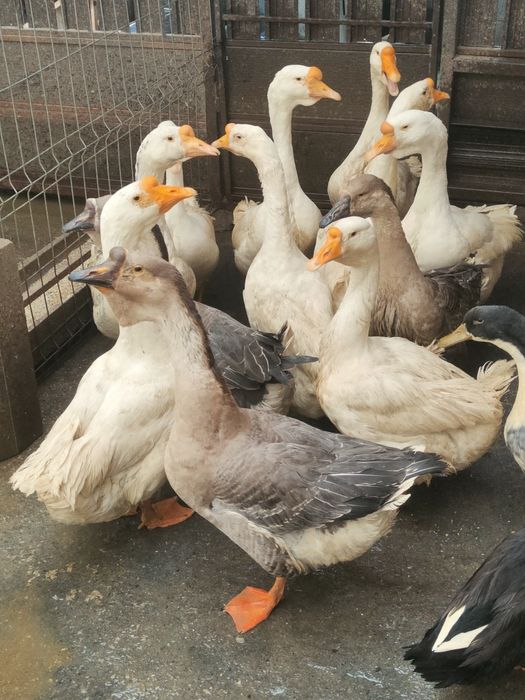 Vând 12 Gâște din care 10 bucăți din 2025 și 2 bucăți din 2024.