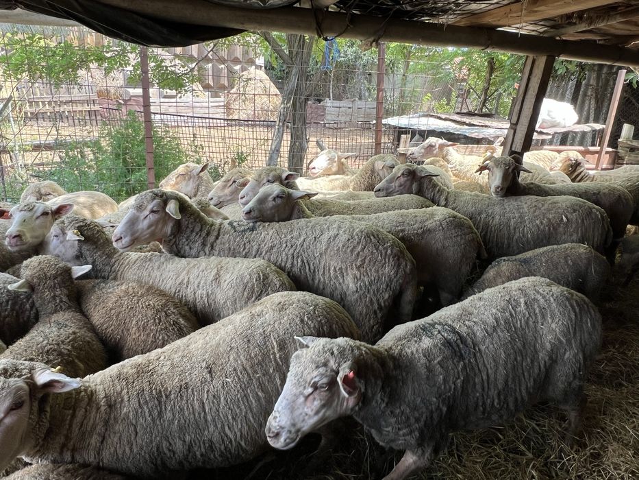 Oi merinos de palas de vanzare