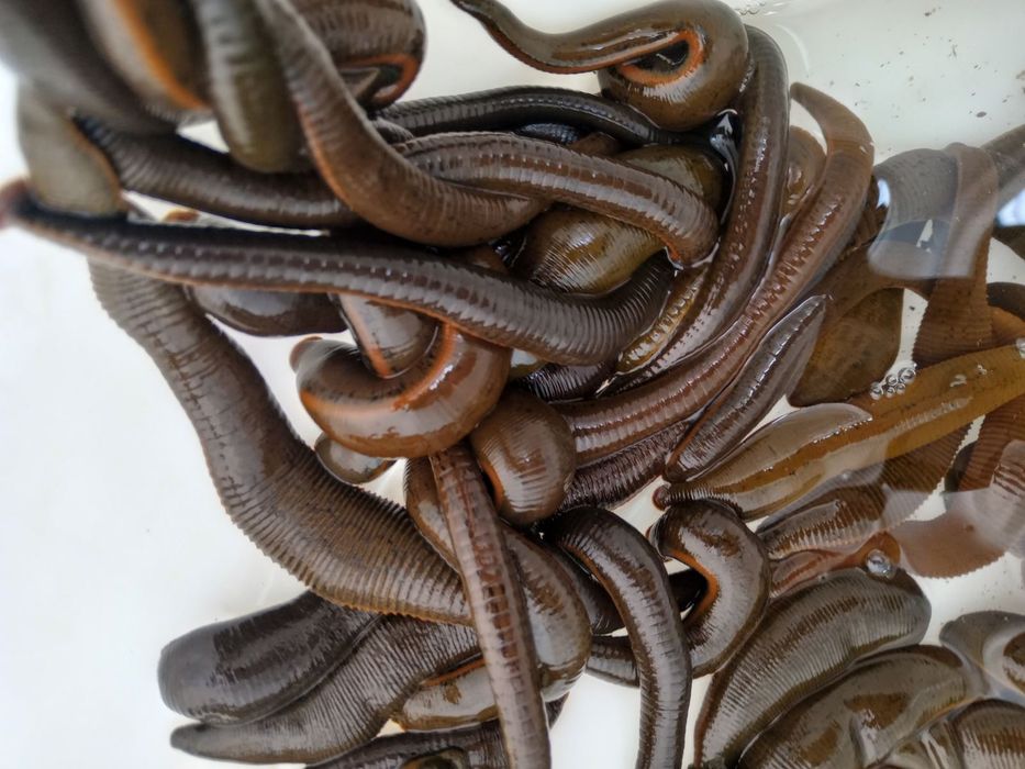 Предлагам пиявици ...