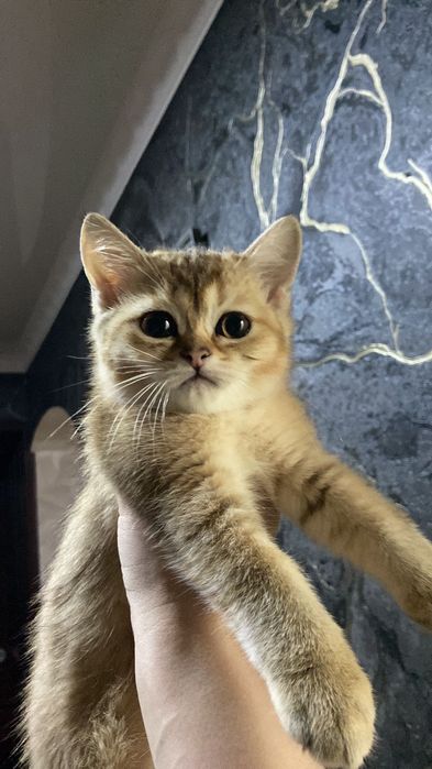 Котёнок британская шиншилла