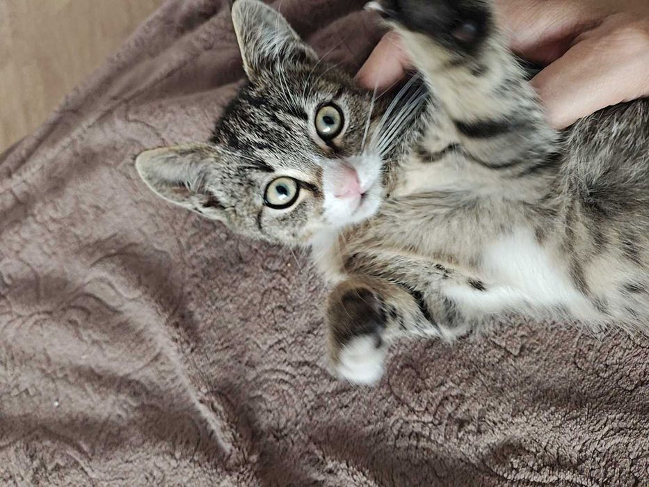 Pisica spre adoptie