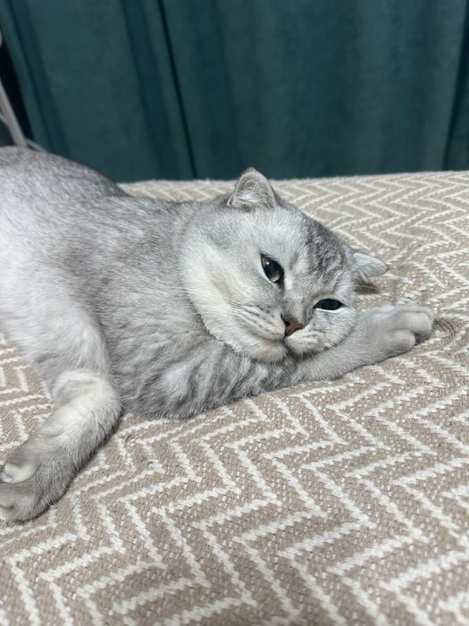 Шотландский вислоухий