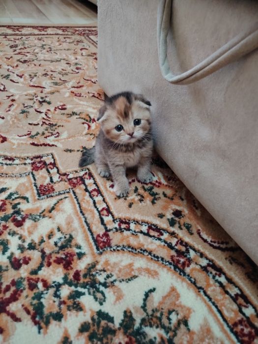 Продаются чистокровные котята