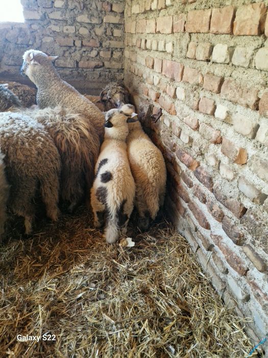 Berbec  și miei 25 lei in viu