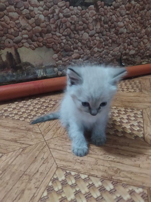 Котята в подарок