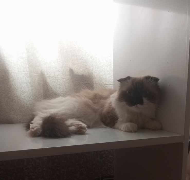 Отдаю кошку в хорошие руки !