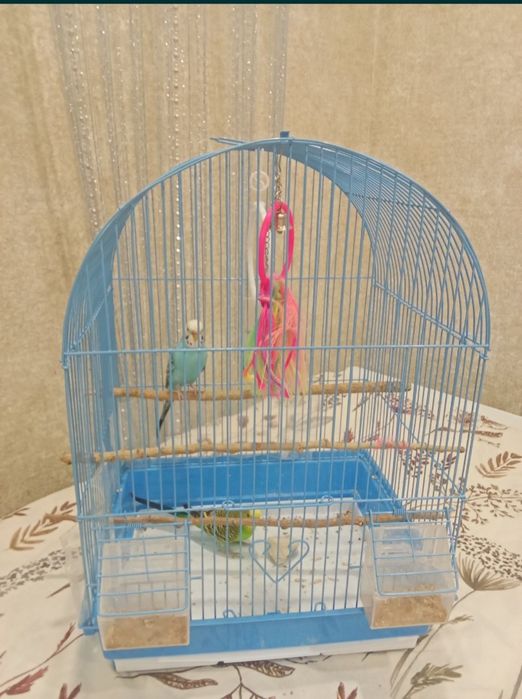 Продам попугаев волнистые