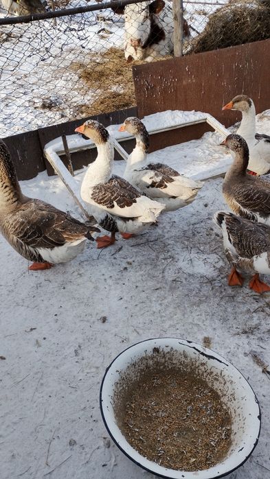 Гуси                  .