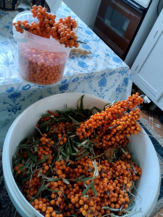 Продам дачу в "Черемушках".