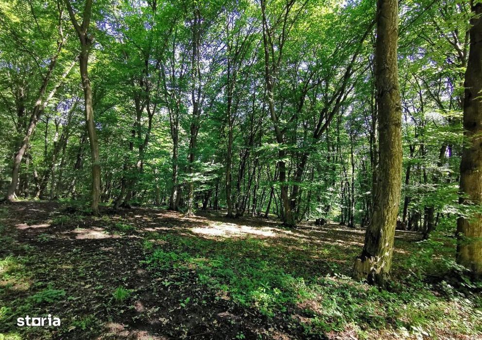 OPORTUNITATE UNICA, Teren inravilan strada Uliului 17234 mp