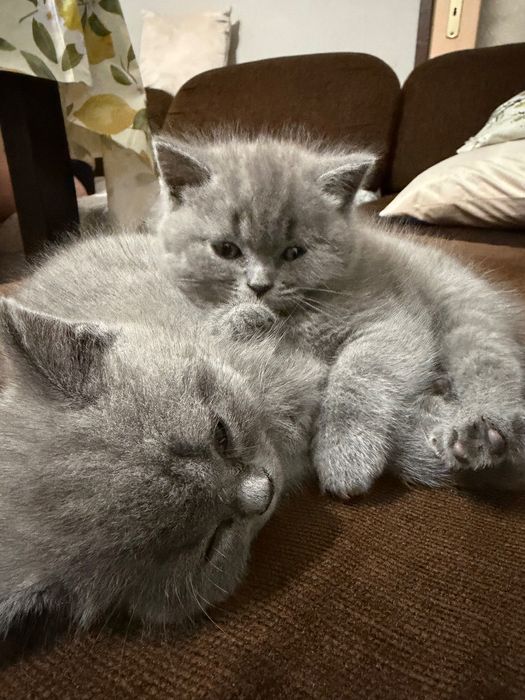 Британски котенца