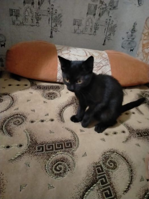 Черный котенок