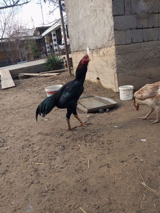 Яйцо байцовые по