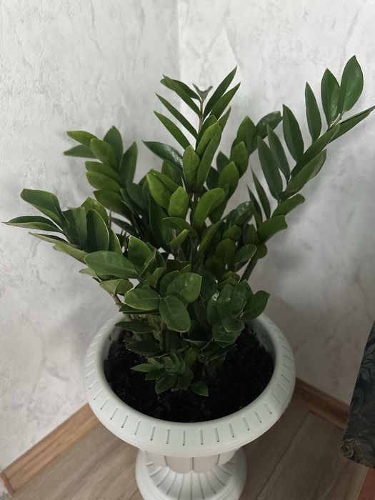 Комнатные цветых