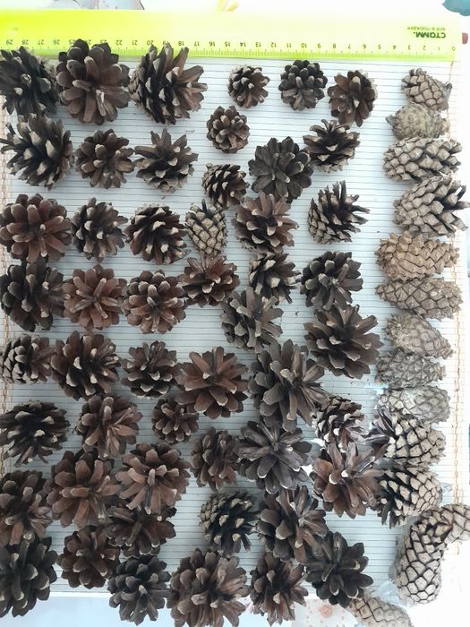 Шишки сосновые натуральные