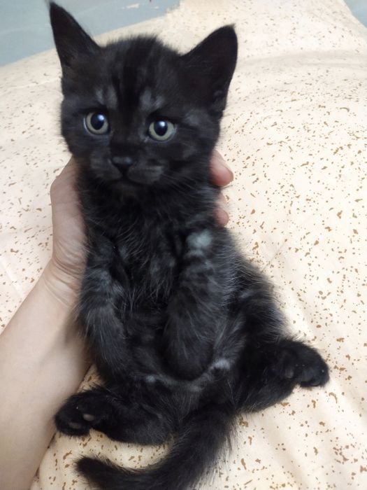 Отдам в дар котят