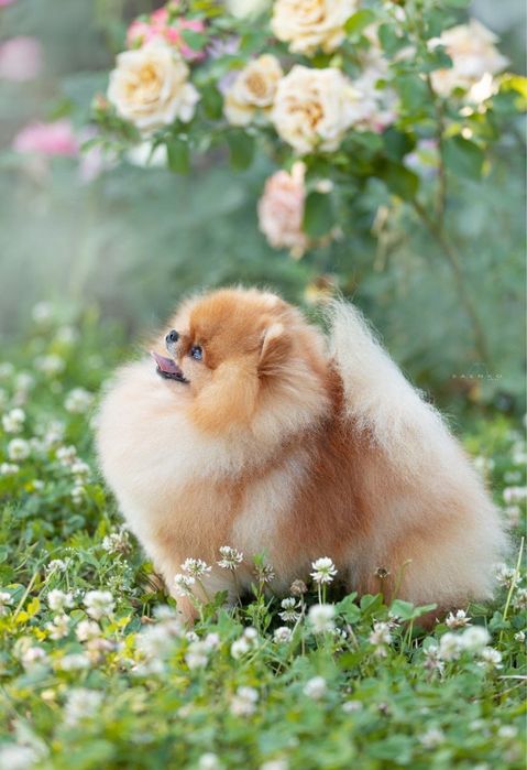 Щенок шпица девочка