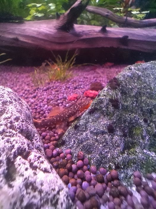 Аквариумные рыбки