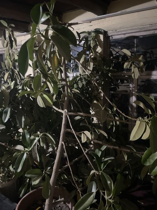 Gul bor narxini kelishamiz