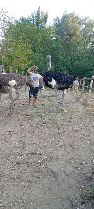 Struți ,ouă și pui de vânzare