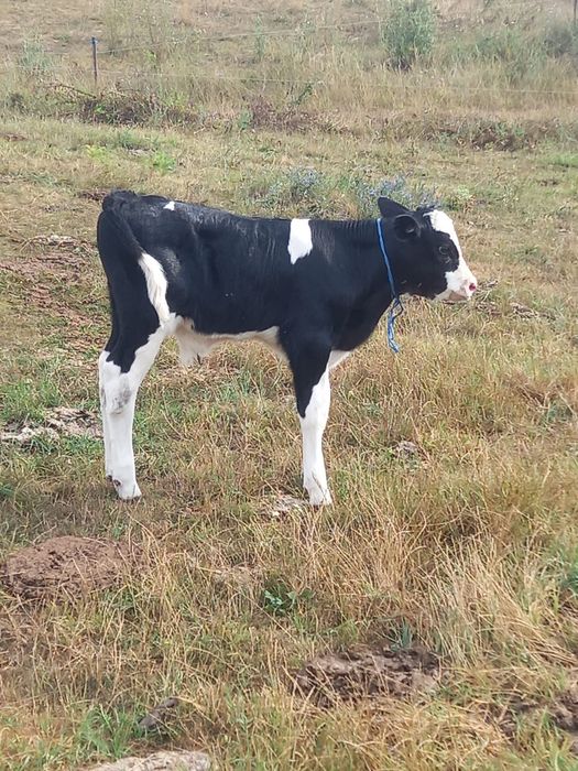 Vând tauraș de 2 saptamani
