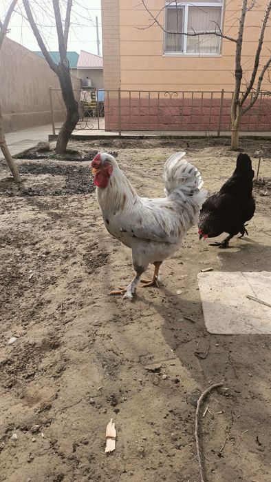 Қораздар сатылады!!!