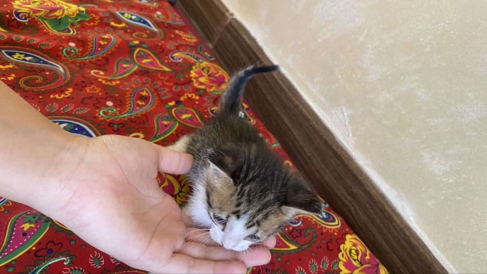 Срочна продаю кошка