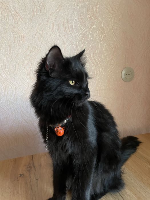 Кошка черная 1,5 года