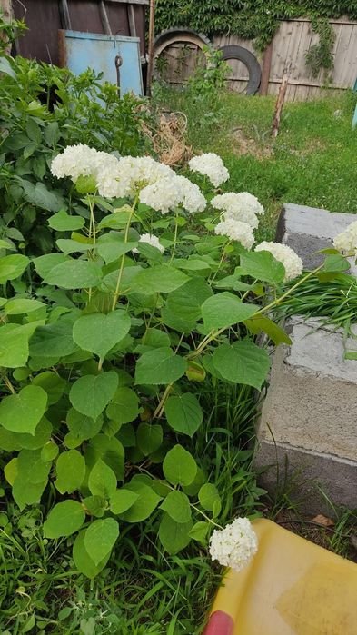 Гортензия древовидная. Продам