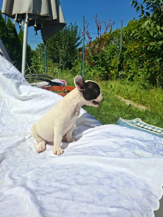 Buldog francez alb cu pete negre