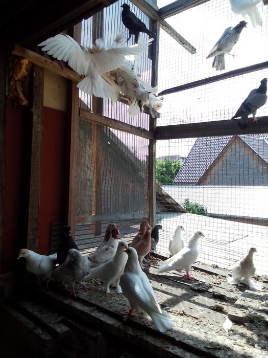 Продам голубей!!