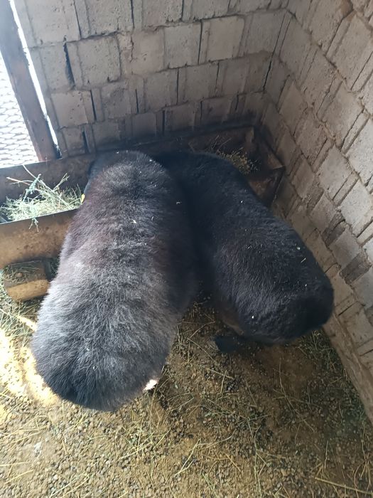 Семіз қойлар сатылады