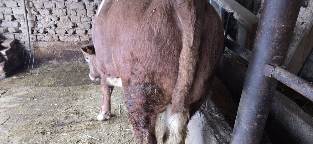 Бұқа сатылады бык