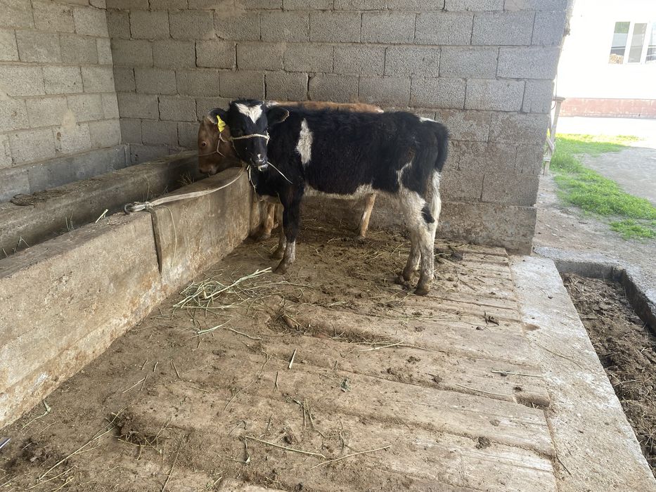 Продам бычки 7-8 ай