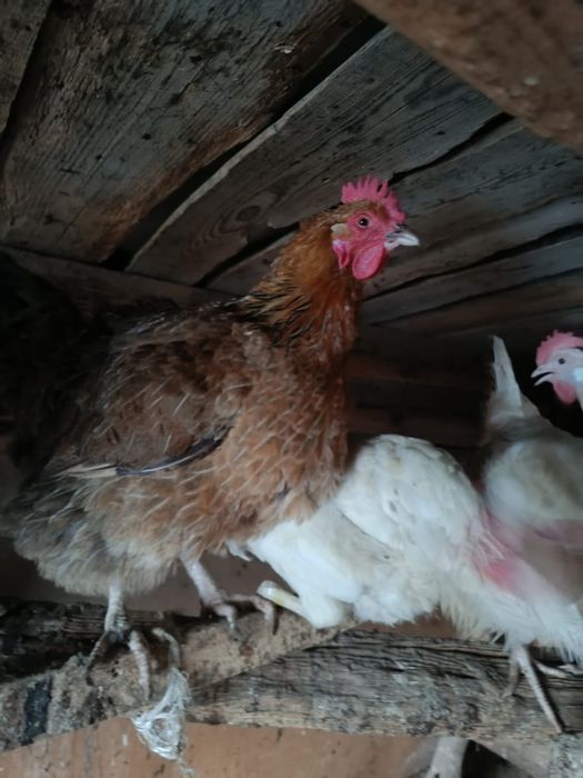 Продам домашних кур