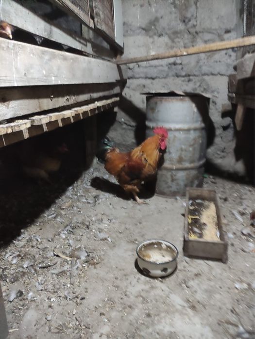 Продаю двух петухов