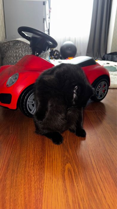 котенок скотиш фолд