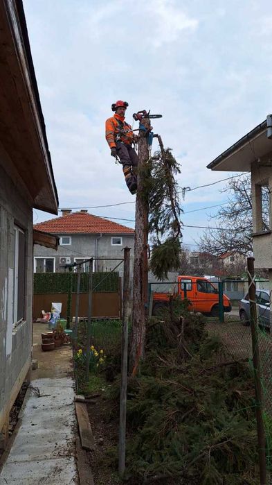Премахване на опасни дървета Кастрене по алпинистки метод. Арборист.