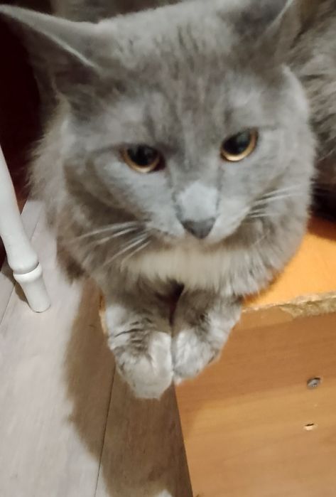 Отдам в хорошие руки, мальчик