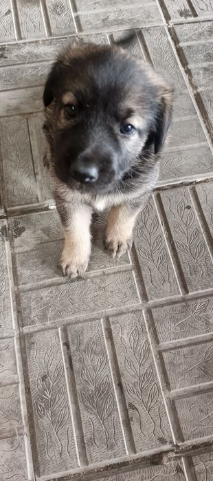 Отдам щенков в хорошие руки