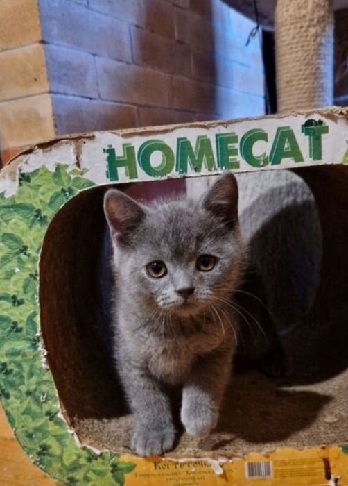 Девлчки в серых шубках, 1.5 мес