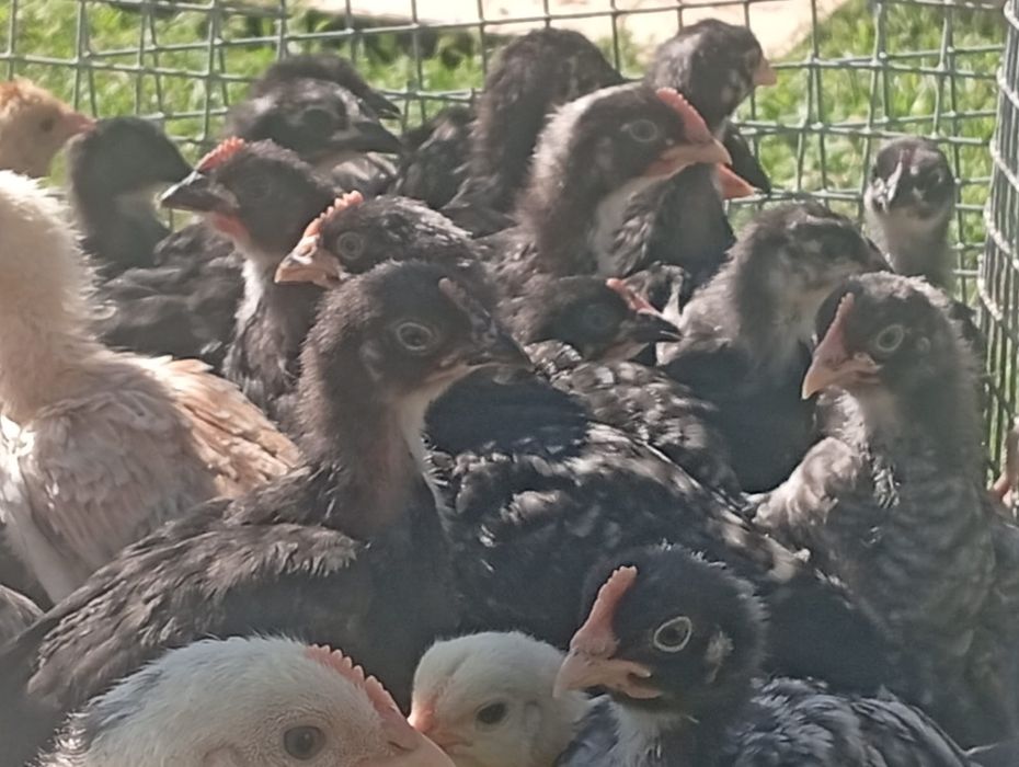 Балапандар сатлады