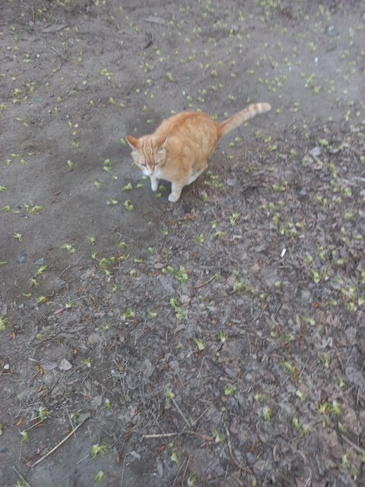 Добрый Рыжий симпатяга кот