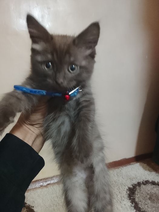 Отдам котика в добрые руки