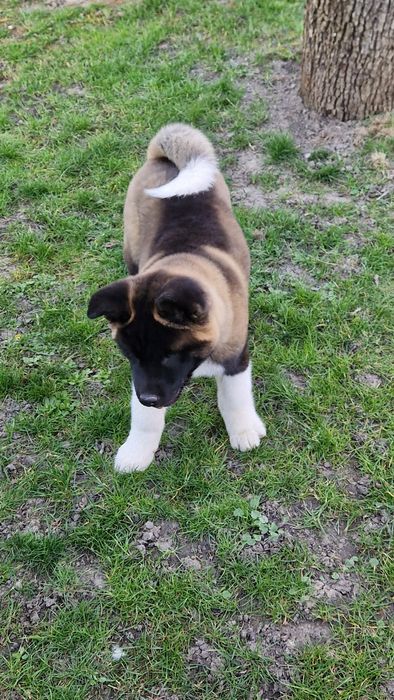 Disponibil Akita American