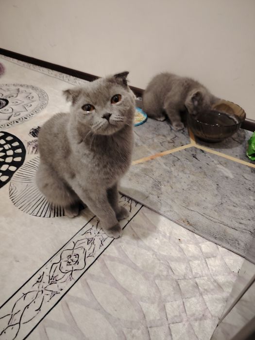 Шотландский котенок